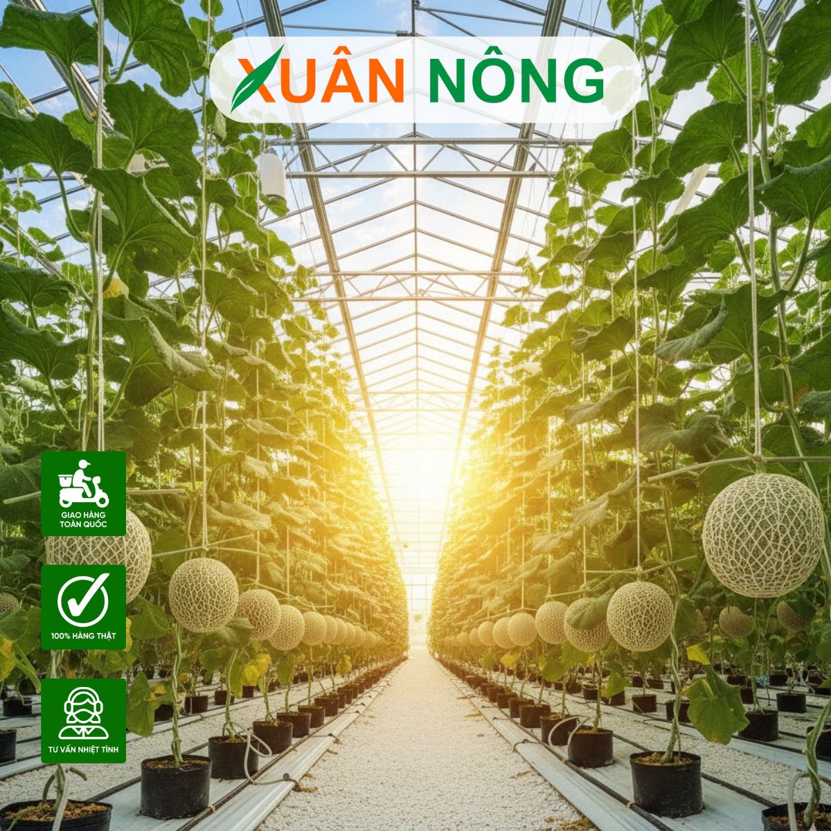 nha-mang-trong-dua-luoi-9