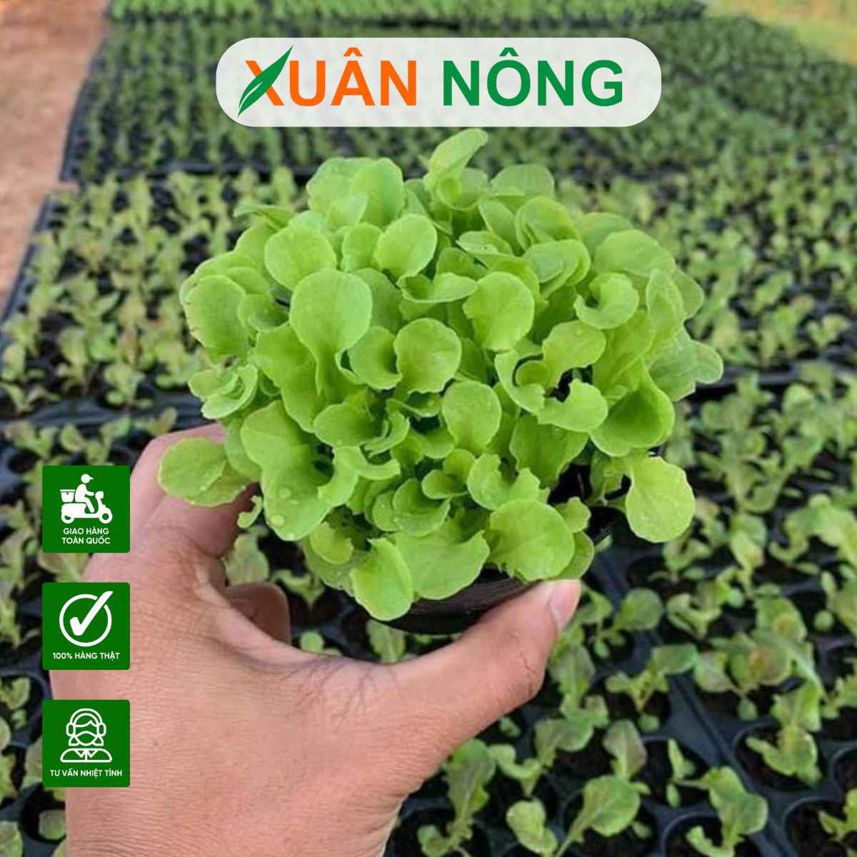 nong-nghiep-sach-3
