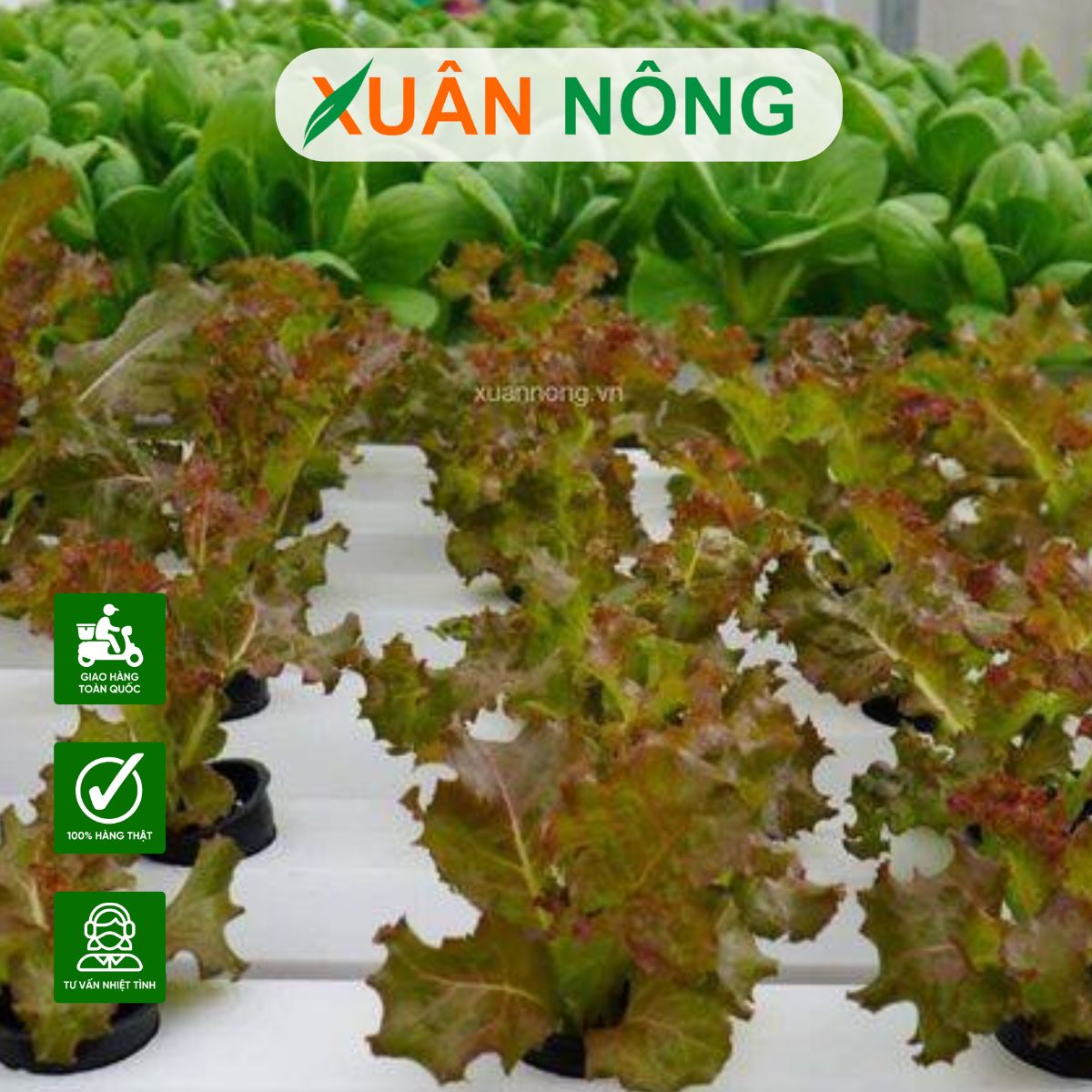 nong-nghiep-sach-5