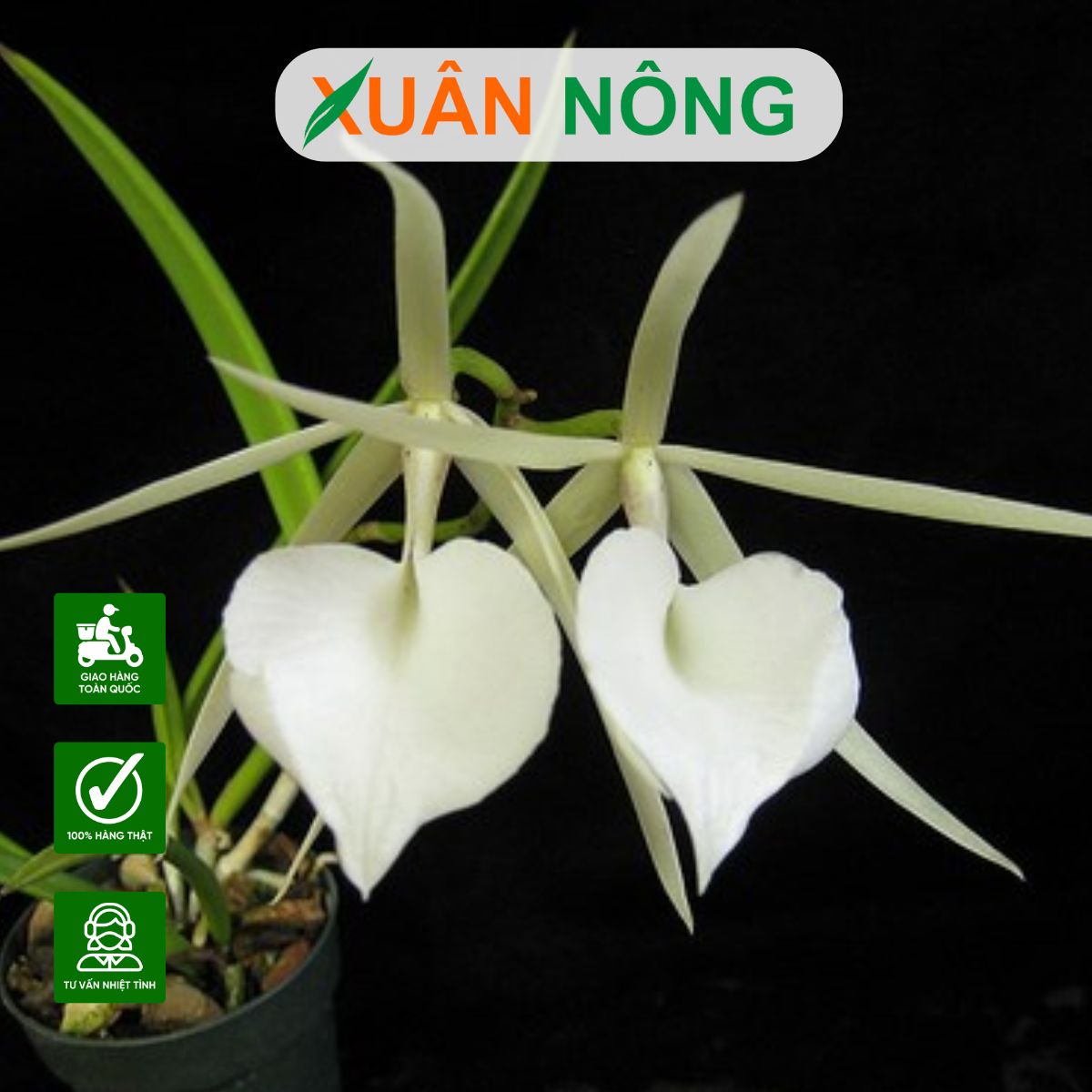 nu-hoang-bong-dem