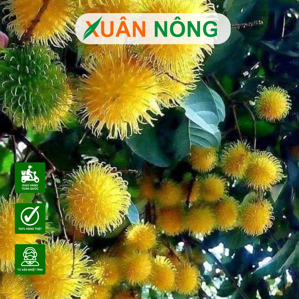 phan-bon-vi-luong-la-phan-gi-1