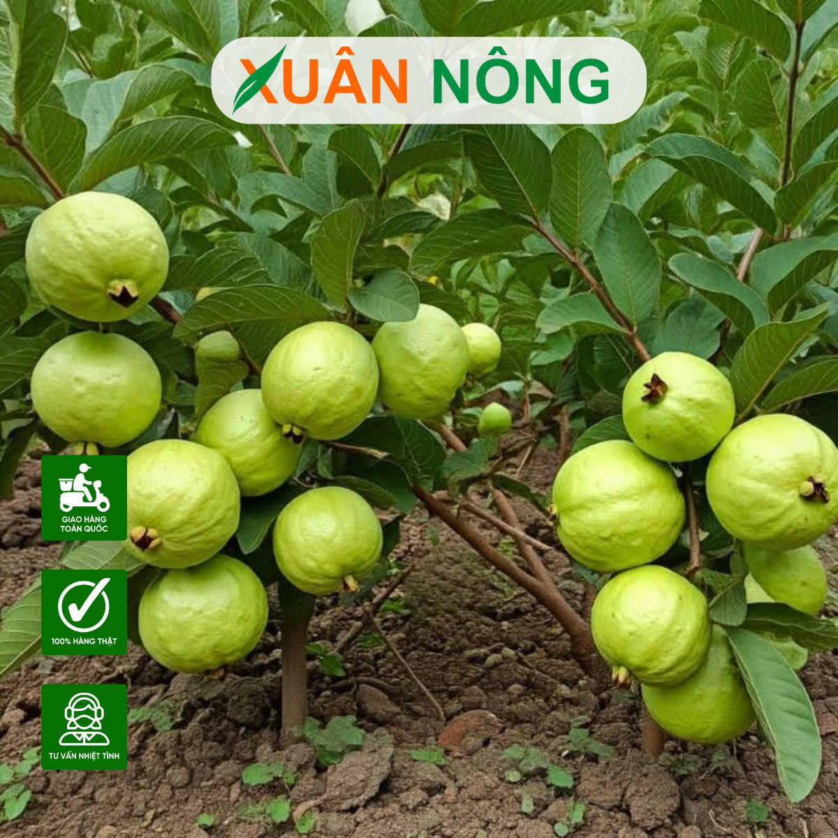 phan-bon-vi-luong