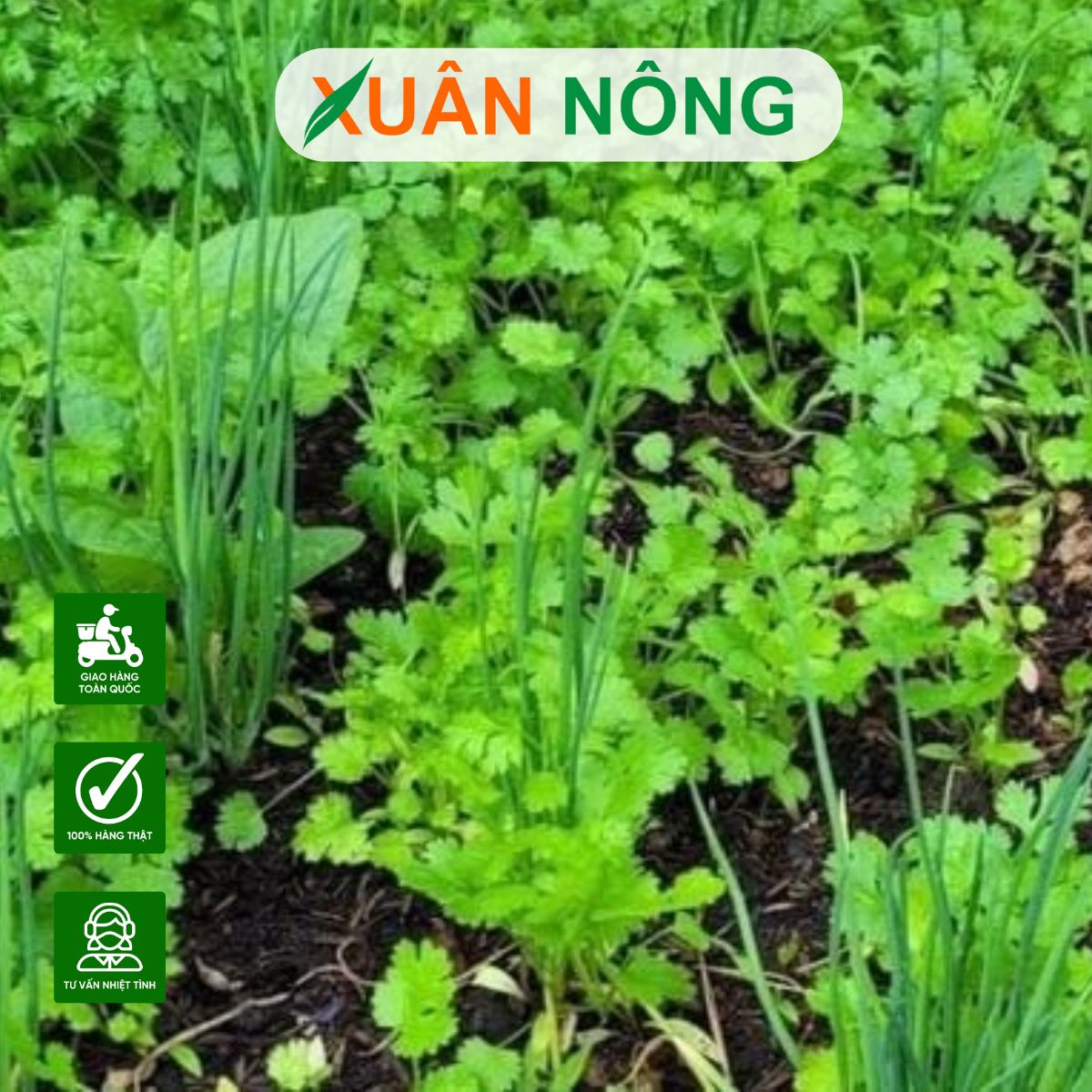 phong-tru-sau-benh-3