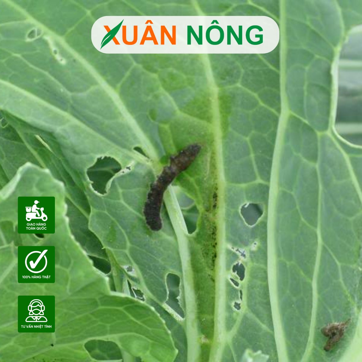 phong-tru-sau-benh-4