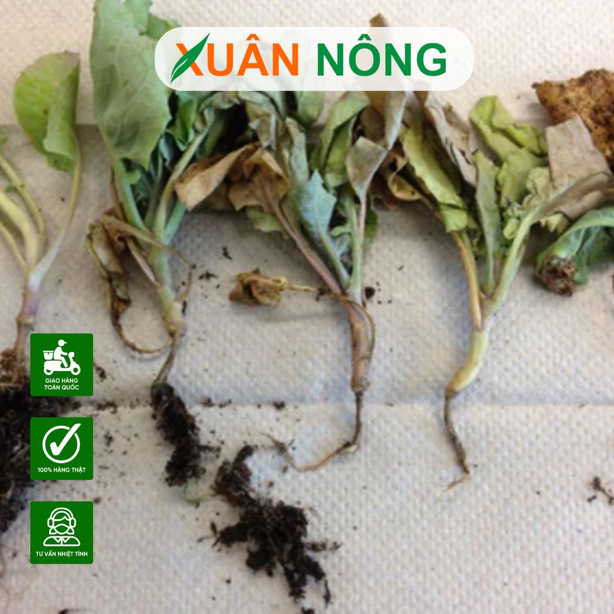 phong-tru-sau-benh-vao-mua-mua-thoi-re