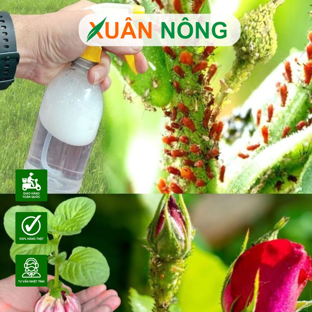phong-tru-sau-benh