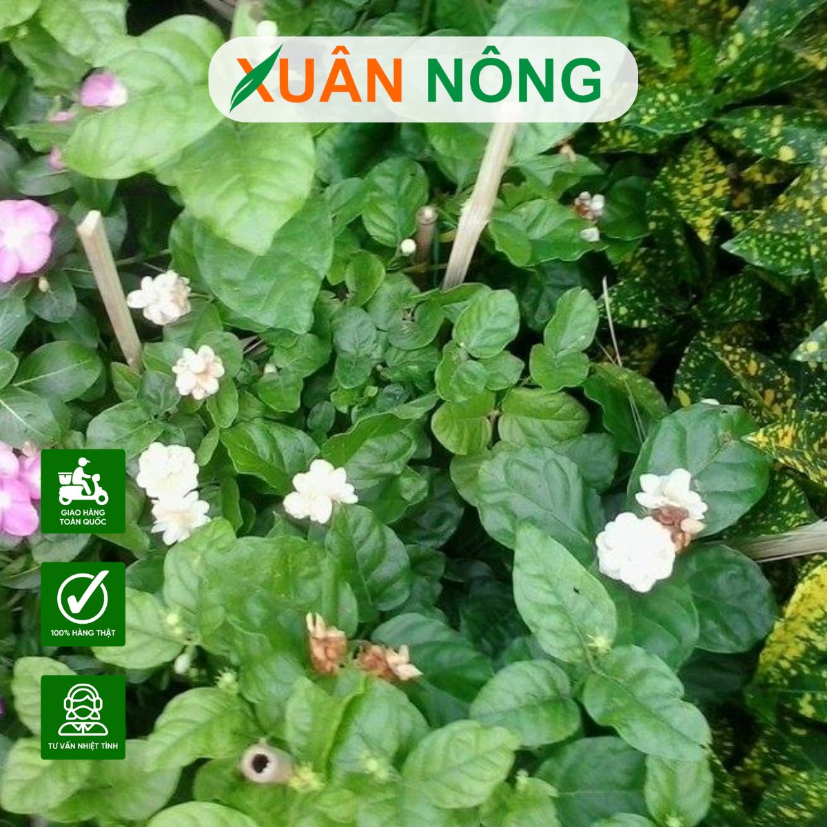 phun-thuoc-khi-ra-hoa-1