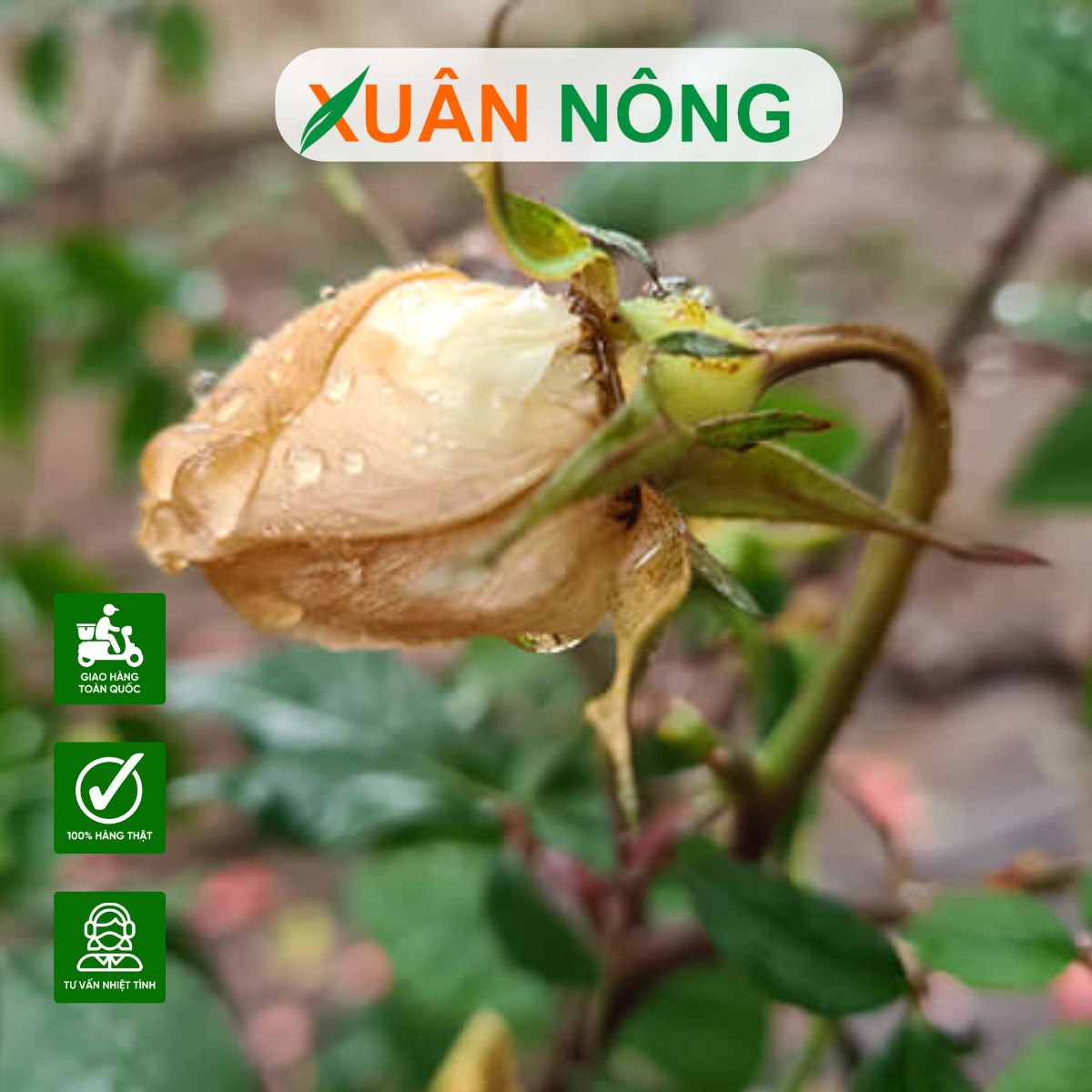 phun-thuoc-khi-ra-hoa-4