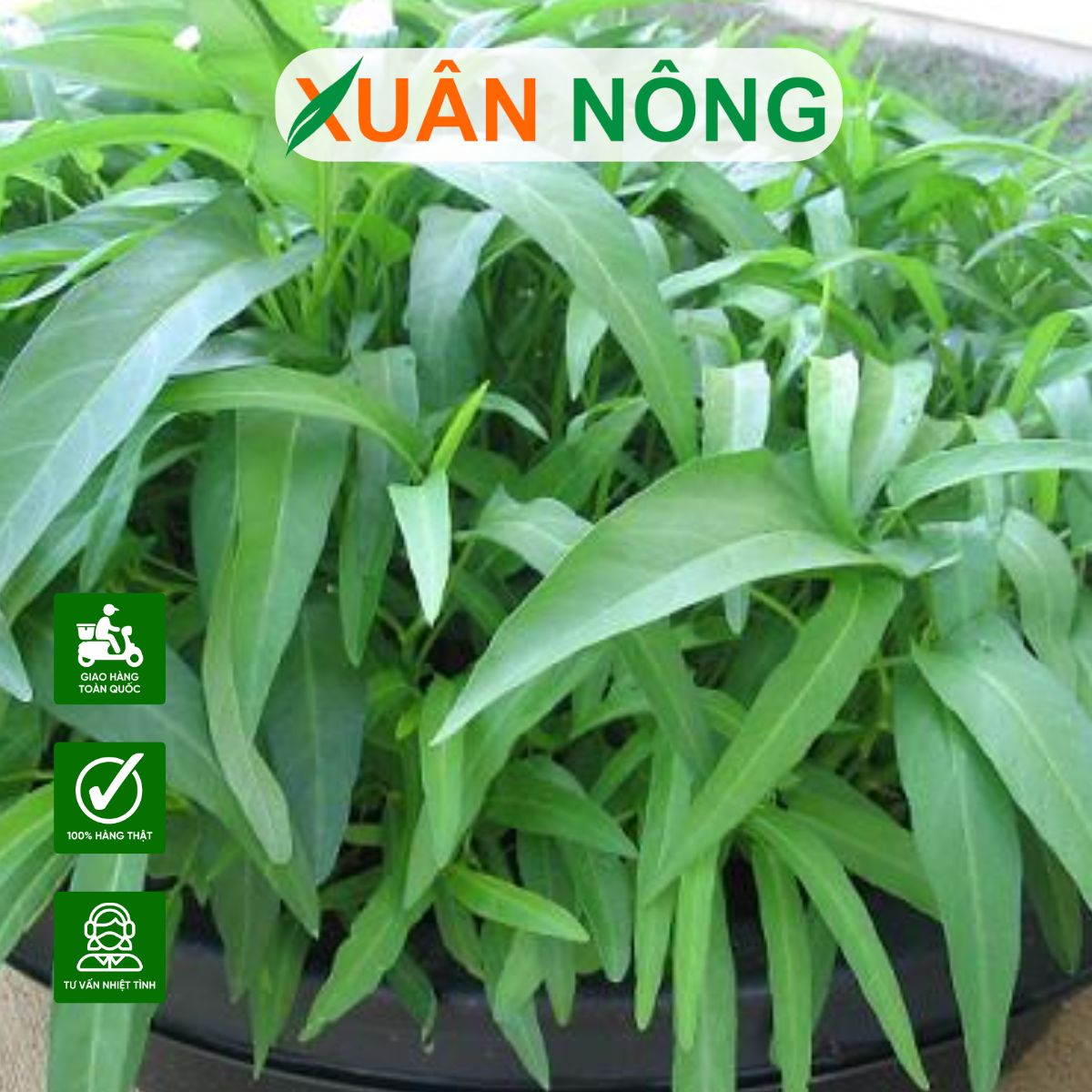 rau-muong