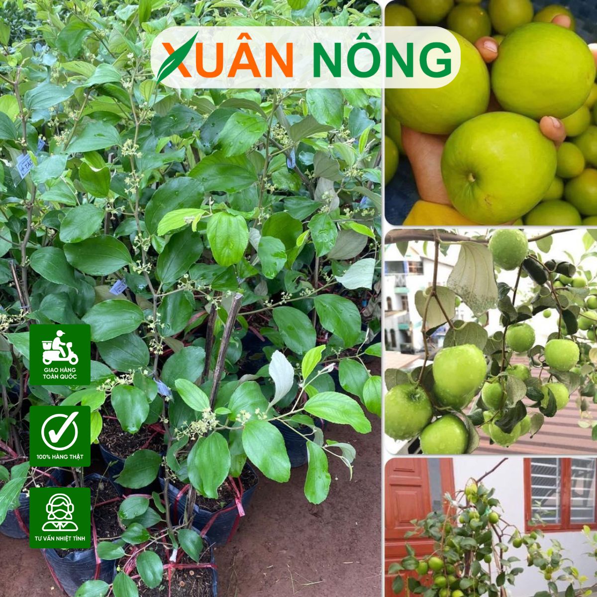 tao-xanh-ra-hoa