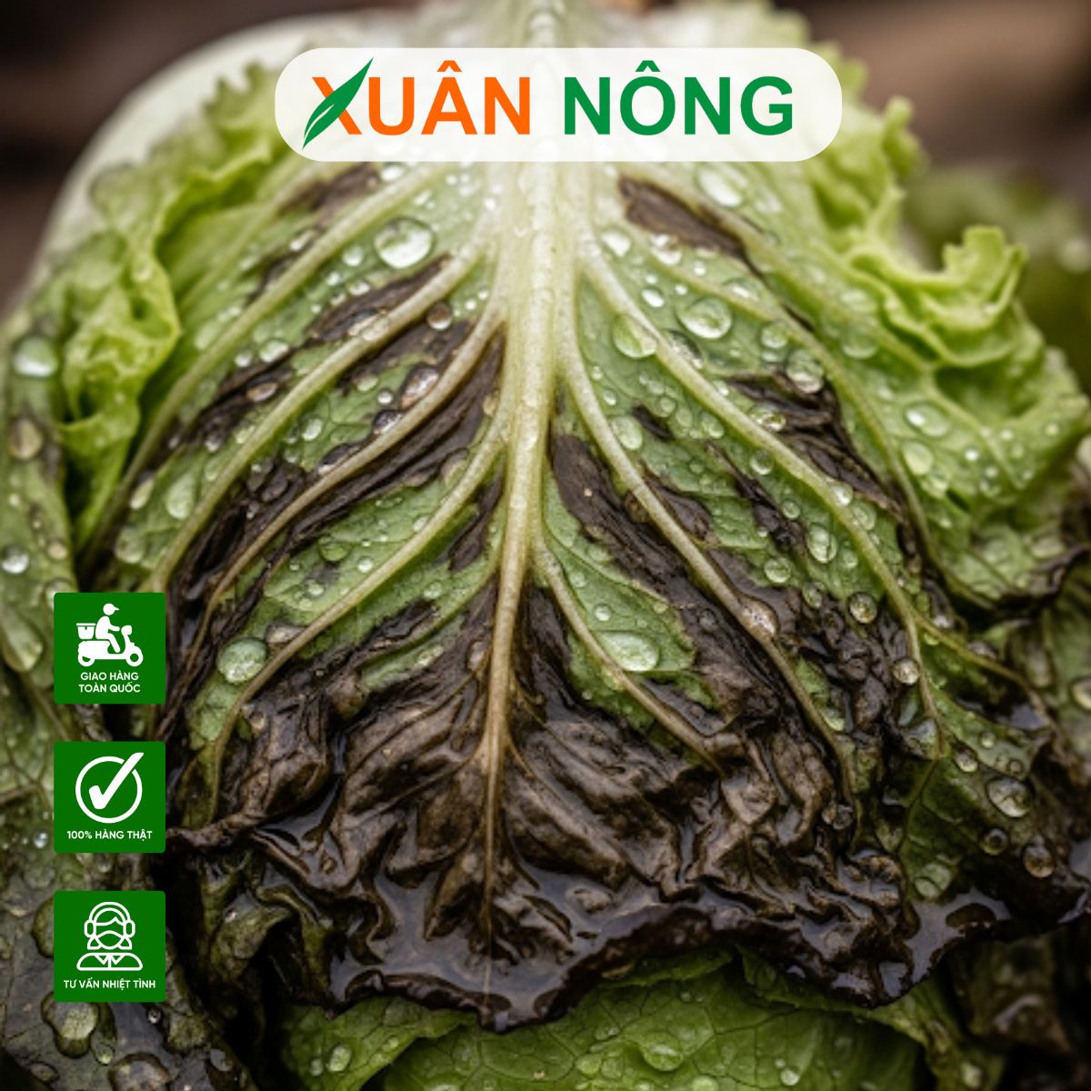 thi-cong-nha-mang-trong-rau-o-an-giang-4