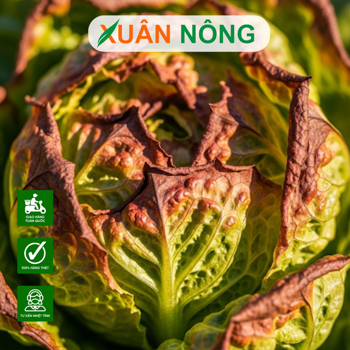 thi-cong-nha-mang-trong-rau-o-an-giang-8