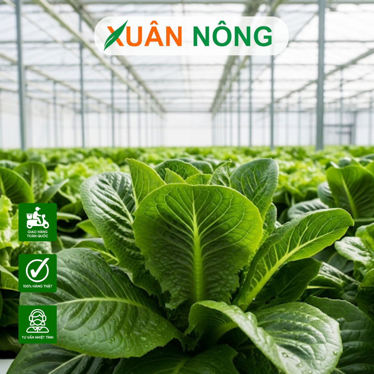thi-cong-nha-mang-trong-rau-o-an-giang