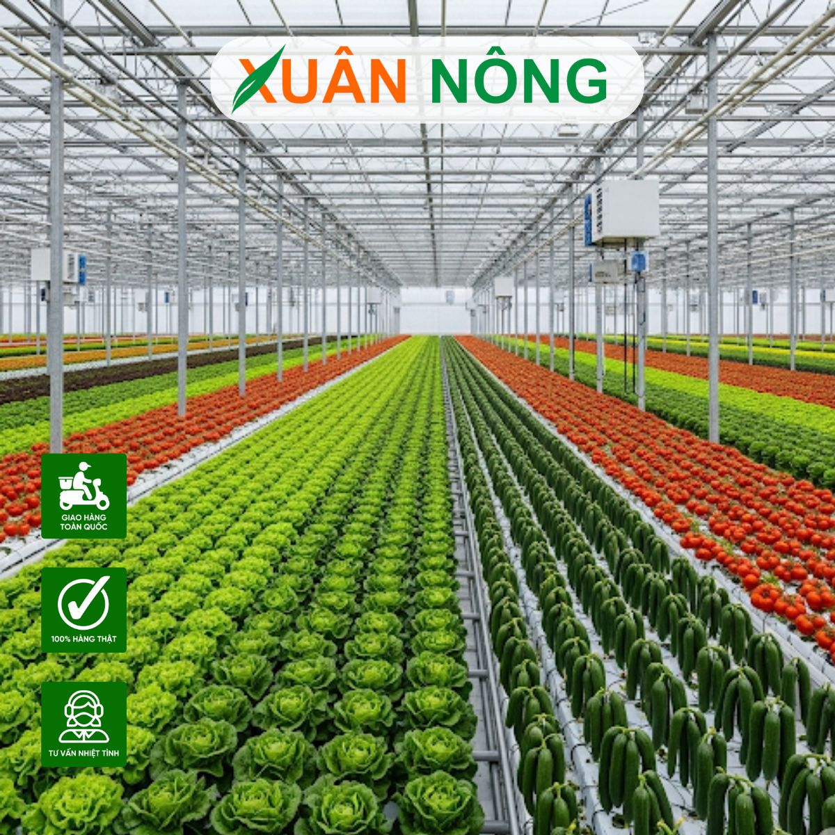 thi-cong-nha-mang-trong-rau-o-dong-thap-3