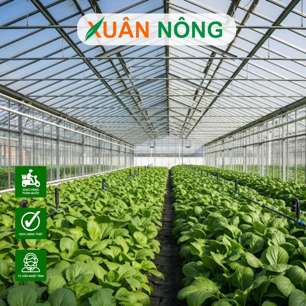 thi-cong-nha-mang-trong-rau-o-tay-ninh-2