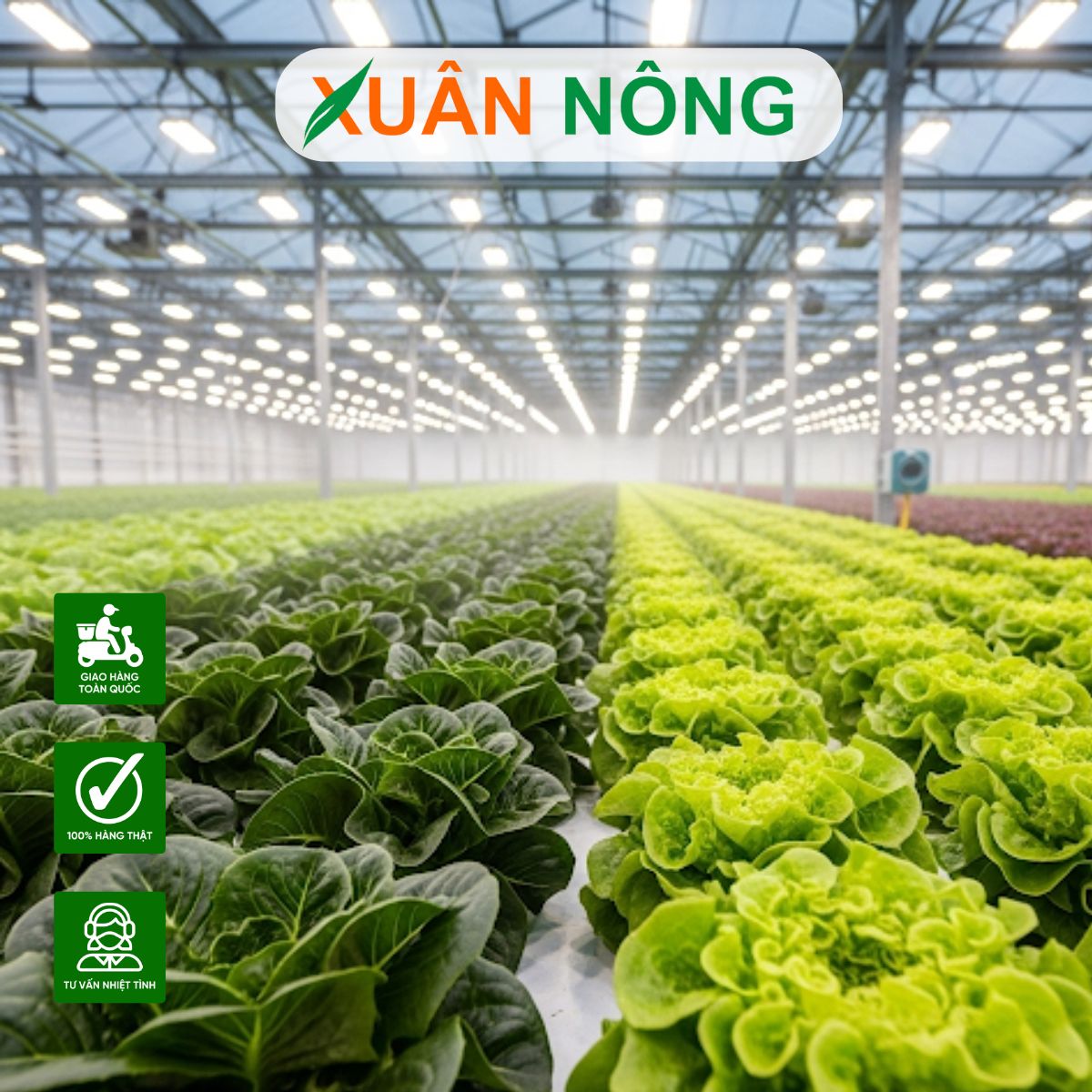 thi-cong-nha-mang-trong-rau-o-tay-ninh-3