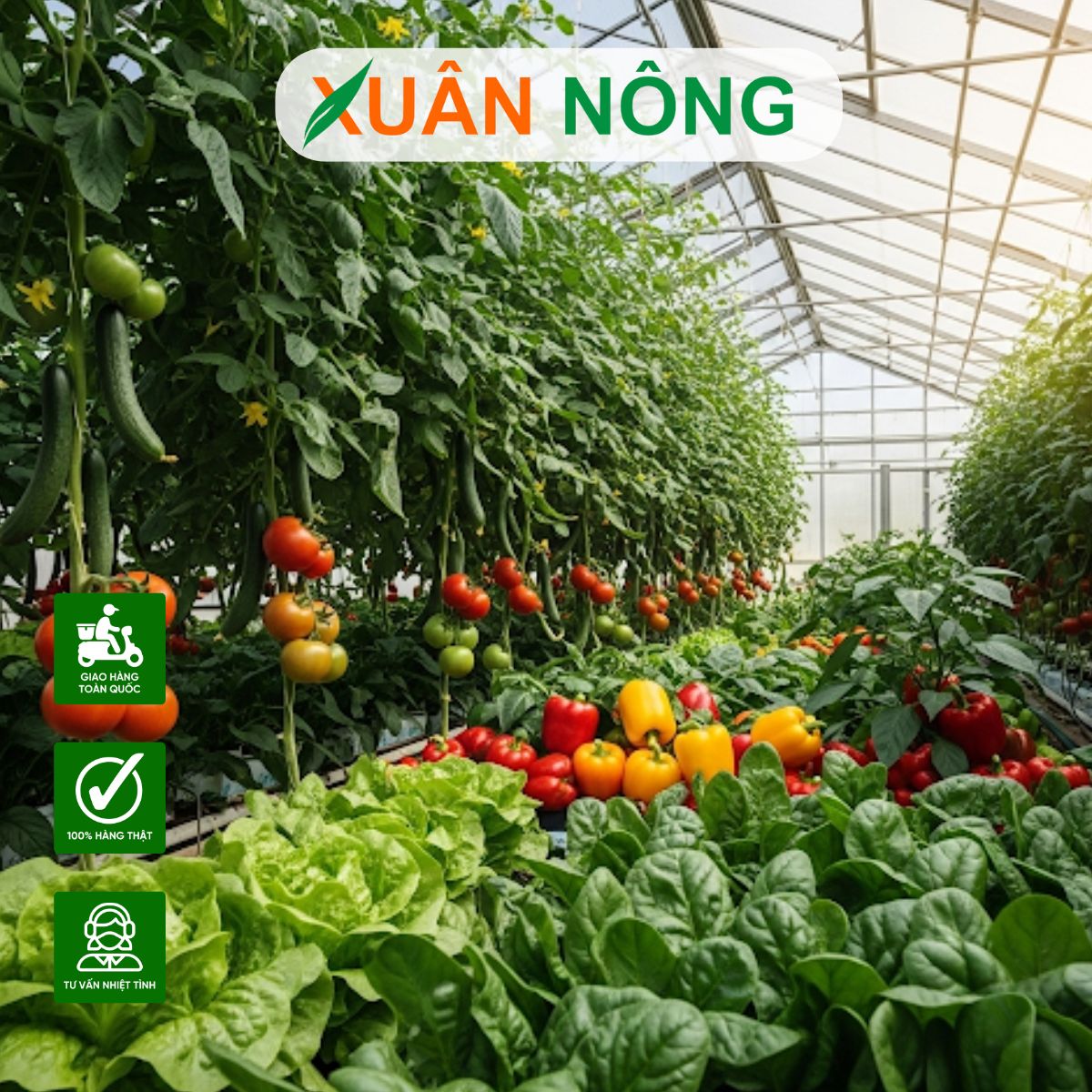 thi-cong-nha-mang-trong-rau-o-vinh-long-1