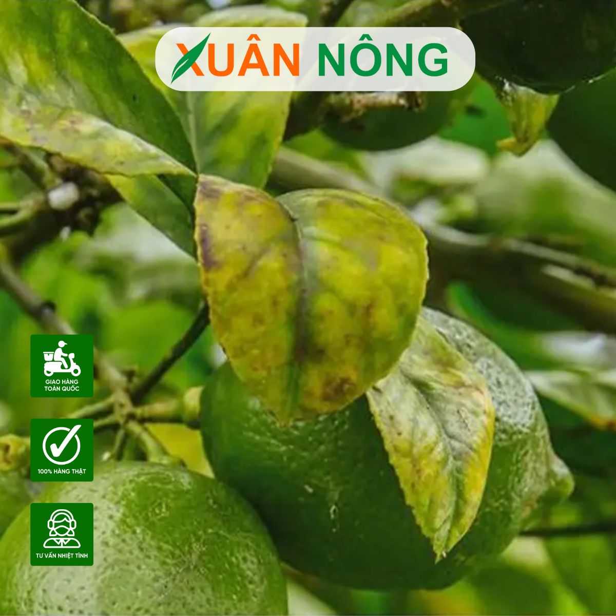 thieu-vi-lương-1