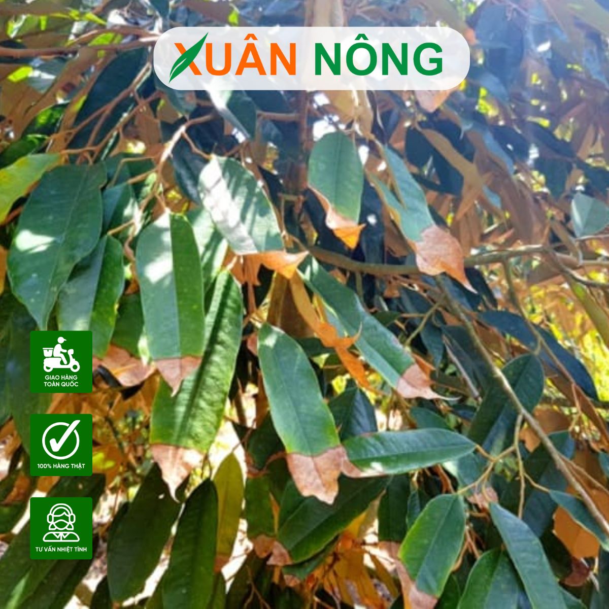 thieu-vi-lương