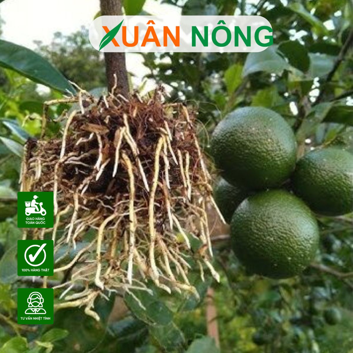 thuoc-kich-re-cay-an-trai
