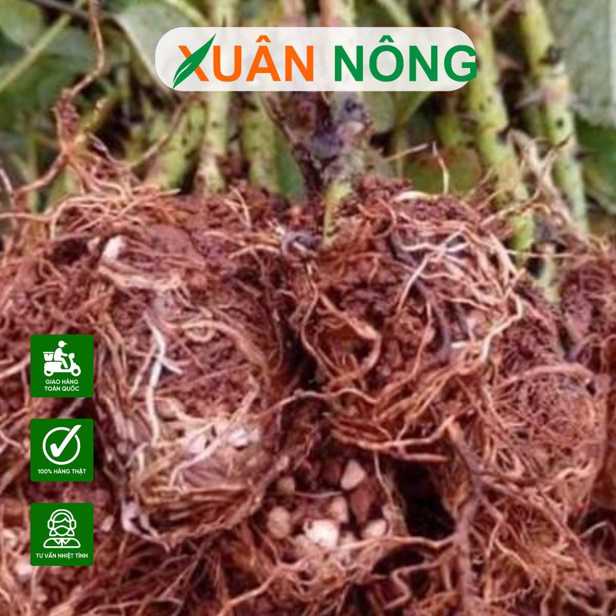 thuoc-kich-re-cuc-manh
