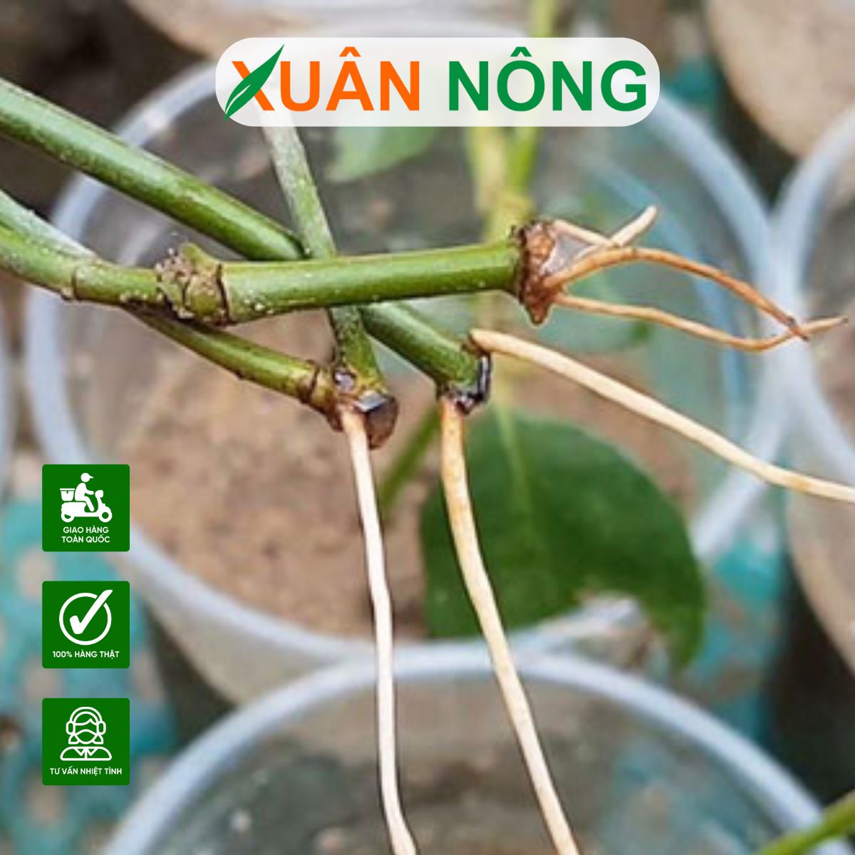 thuoc-kich-re-n3m-co-tot-khong 1