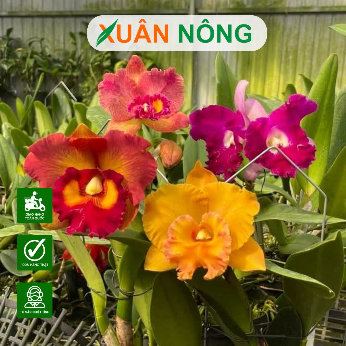 top-35-loai-hoa-lan-dep-de-cham-duoc-yeu-thich-nhat