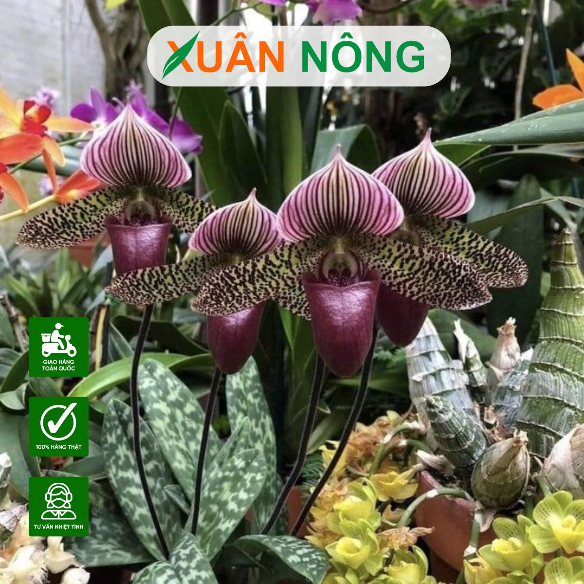 top-35-loai-hoa-lan-dep-va-de-trong-nhat-hien-nay-1