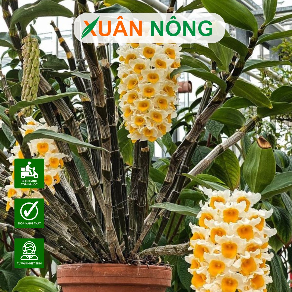 top-35-loai-hoa-lan-dep-va-de-trong-nhat-hien-nay-2