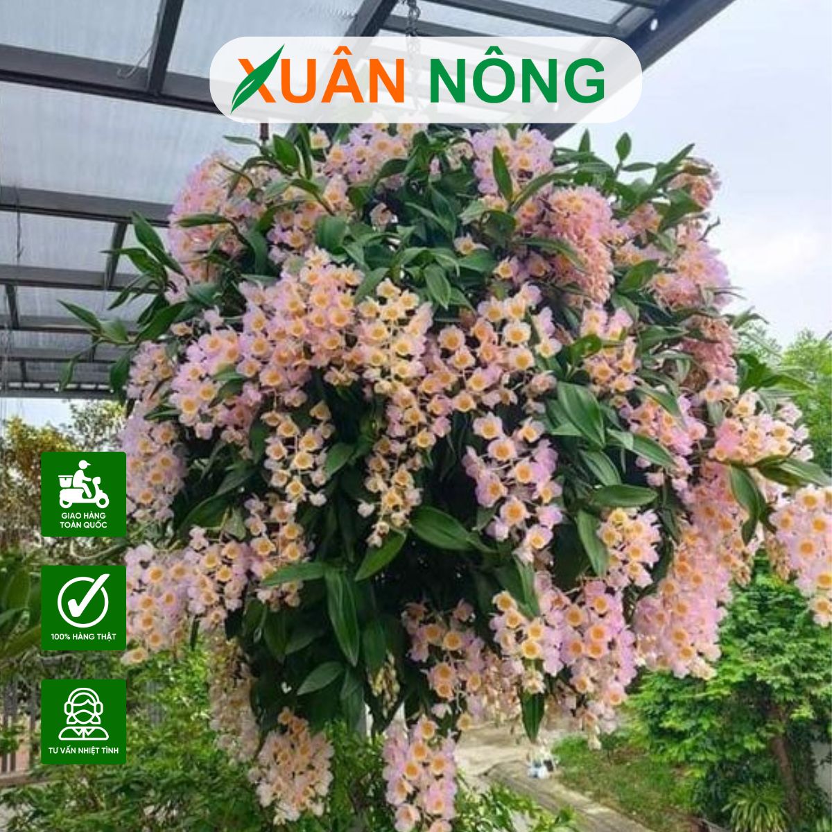top-35-loai-hoa-lan-dep-va-de-trong-nhat-hien-nay-3