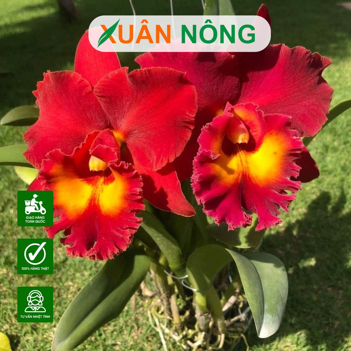 top-35-loai-hoa-lan-dep-va-de-trong-nhat-hien-nay
