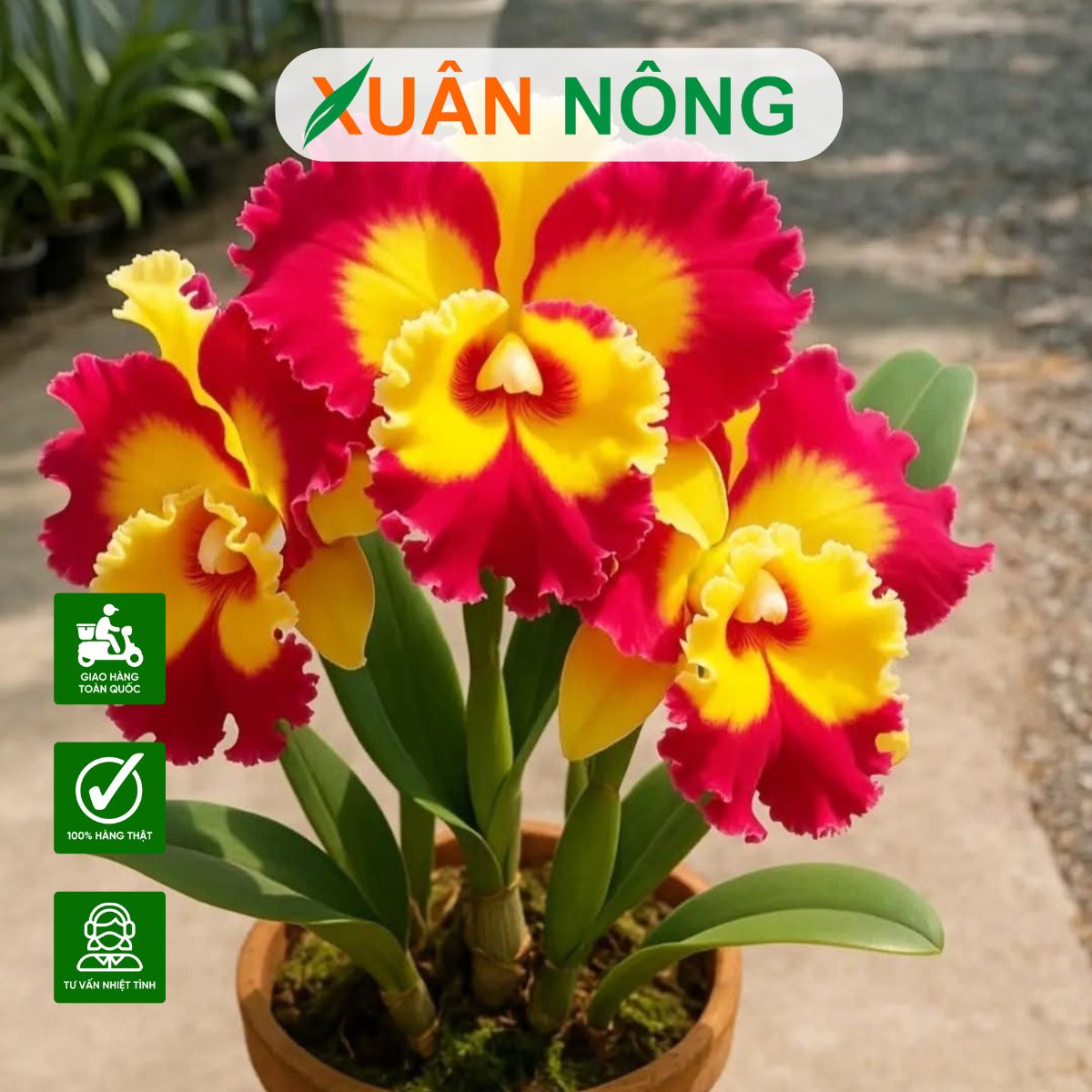 top-35-loai-hoa-lan-duoc-ua-chuong-va-trong-nhieu-nhat-1