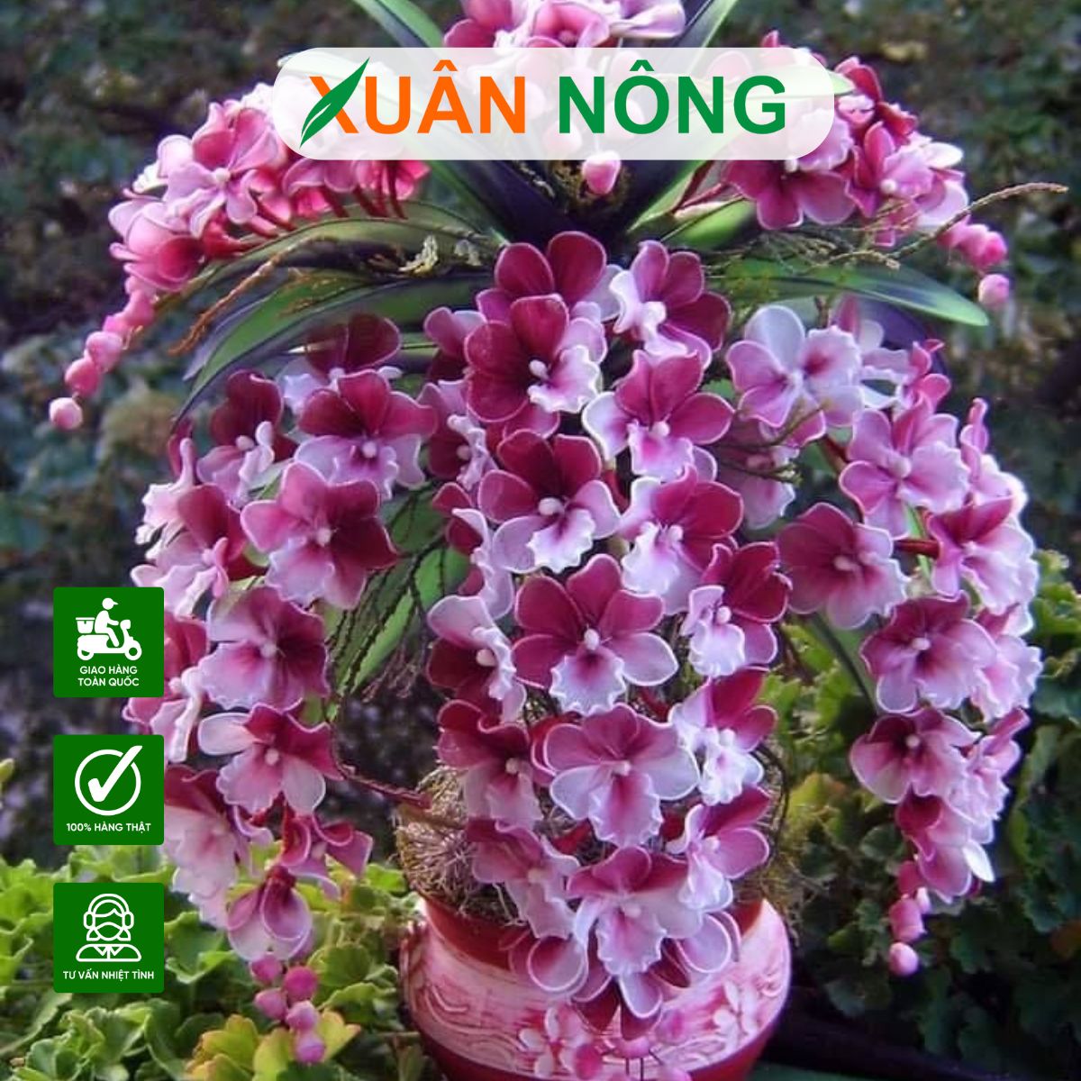 top-35-loai-hoa-lan-duoc-ua-chuong-va-trong-nhieu-nhat