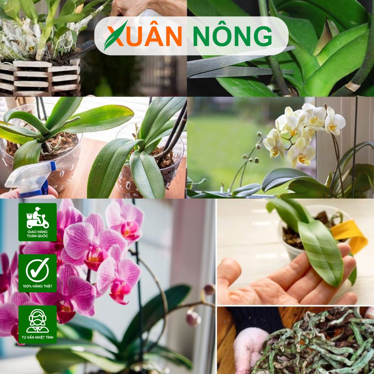 top-35-loai-hoa-lan-duoc-yeu-thich-nhat-1