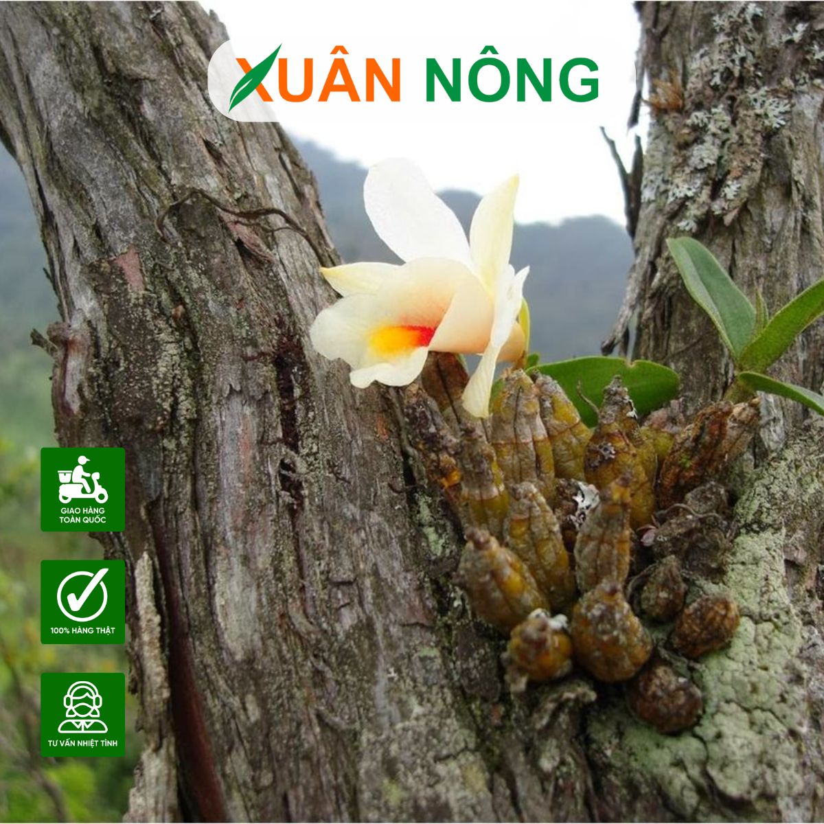 top-35-loai-hoa-lan-rung-dep-nhat-de-trong-tai-nha-2