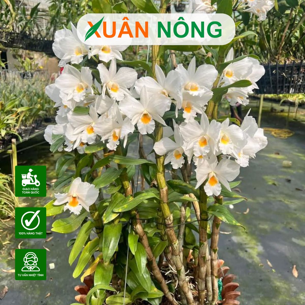 top-35-loai-hoa-lan-rung-dep-nhat-de-trong-tai-nha-3