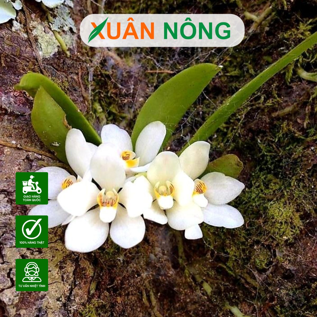 top-35-loai-hoa-lan-rung-dep-nhat-de-trong-tai-nha
