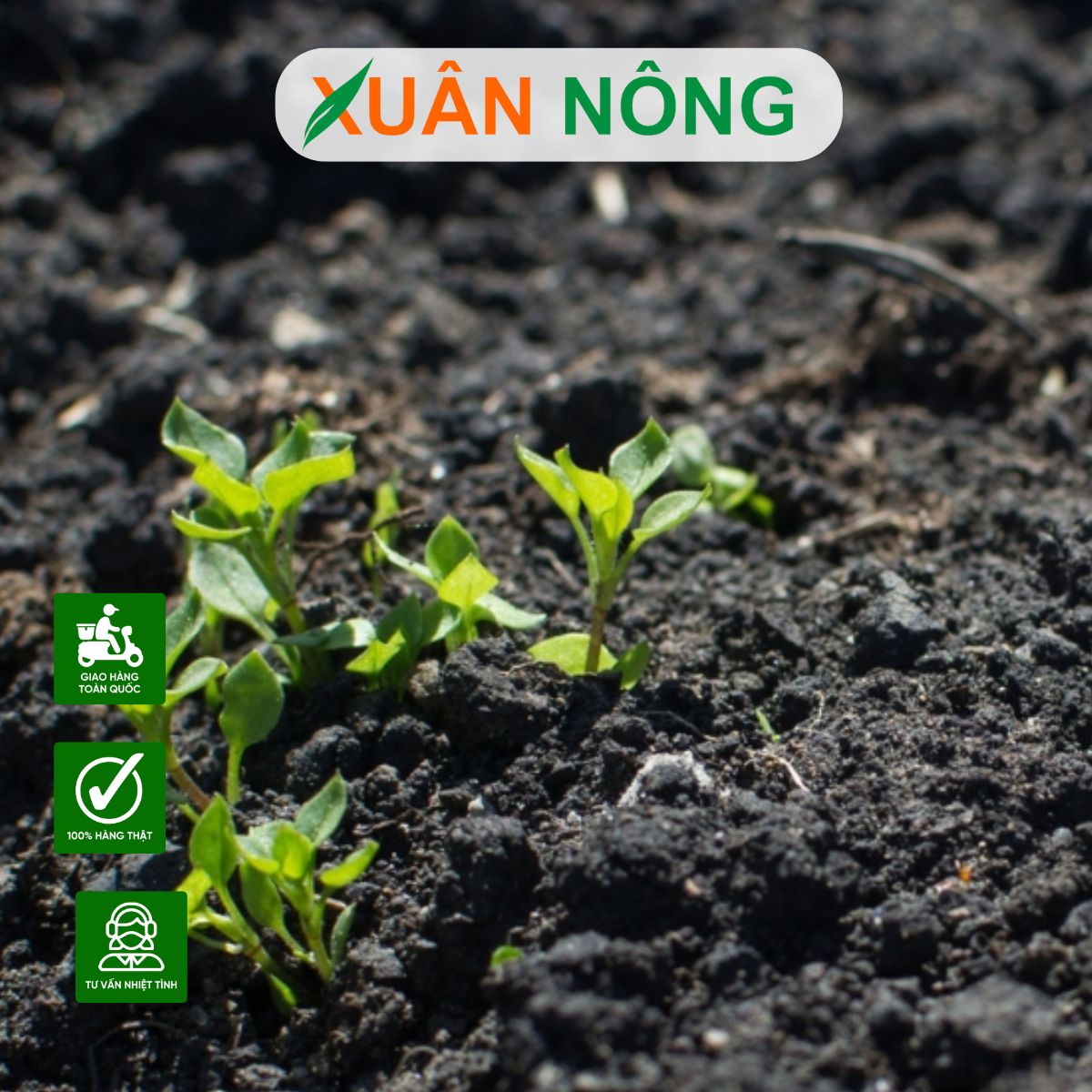 trichoderma-bi-quyet-cai-tao-dat-va-tang-nang-suat-cay-trong-2