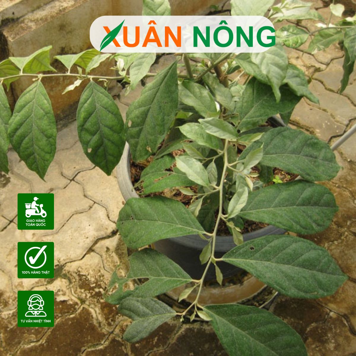 trong-cay-nhot-trong-chau