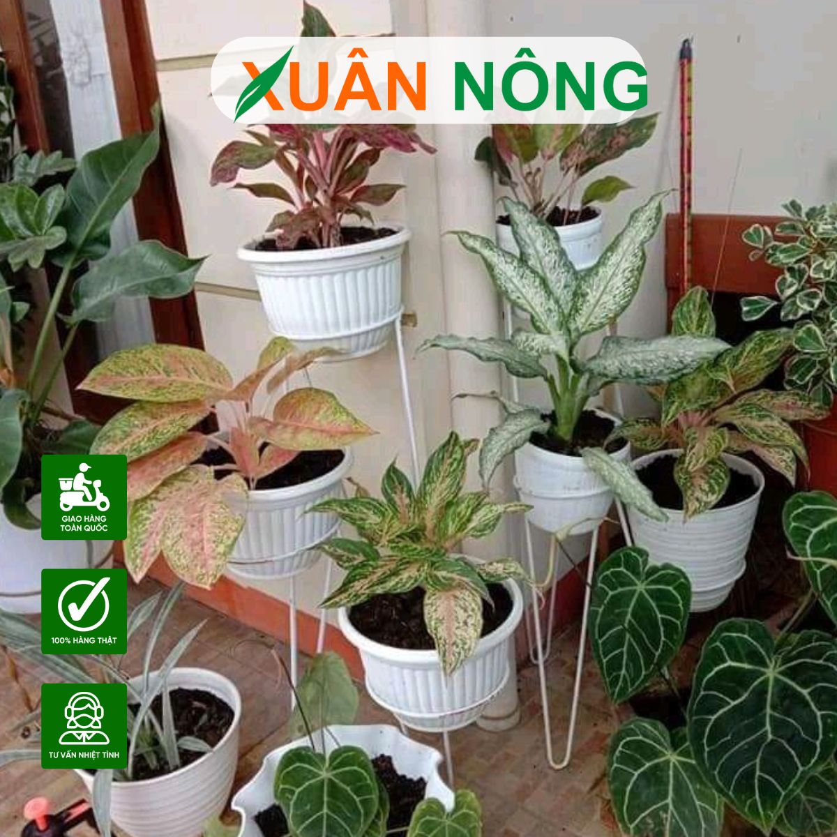 trong-cay-tai-nha-4