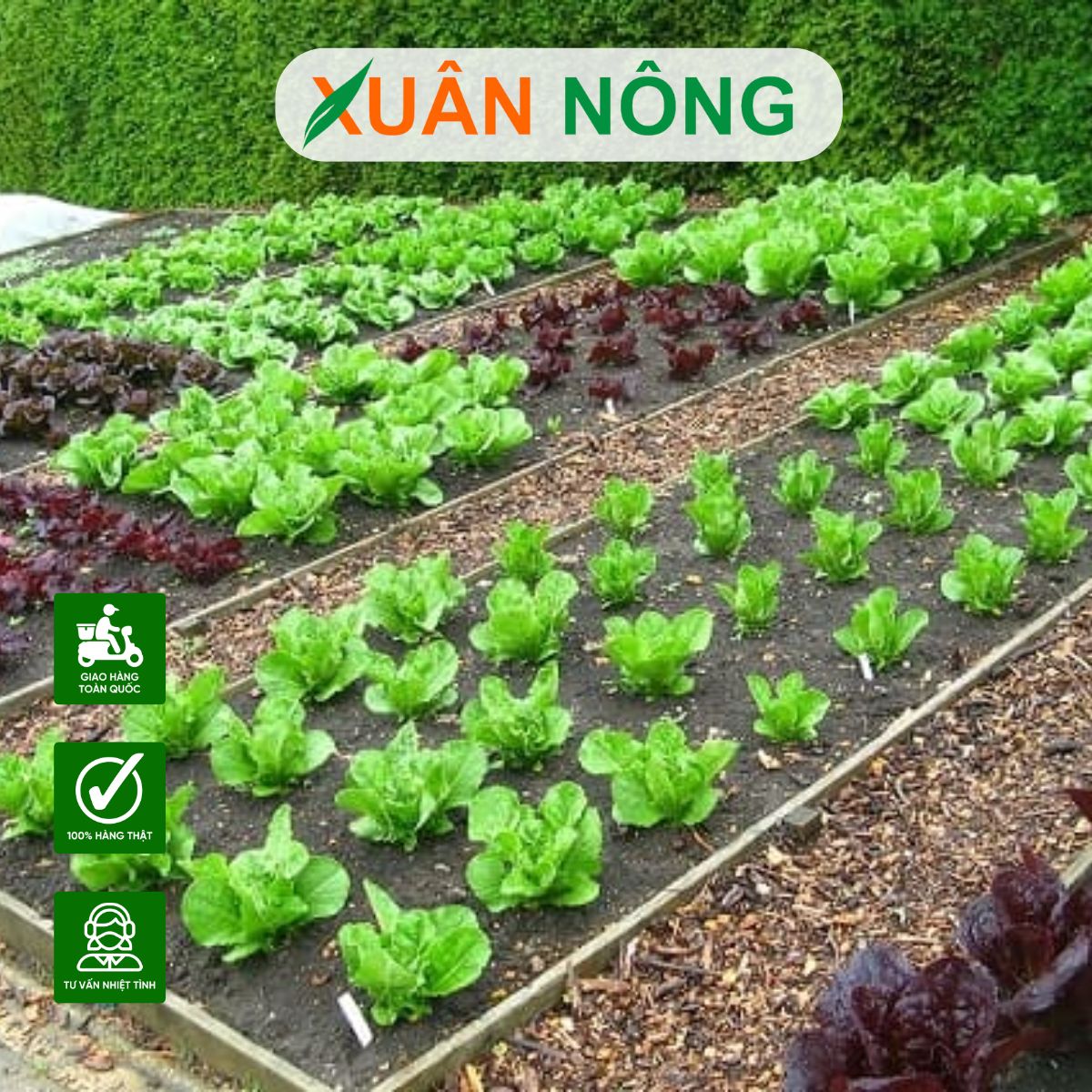 trong-du-sanh-sang