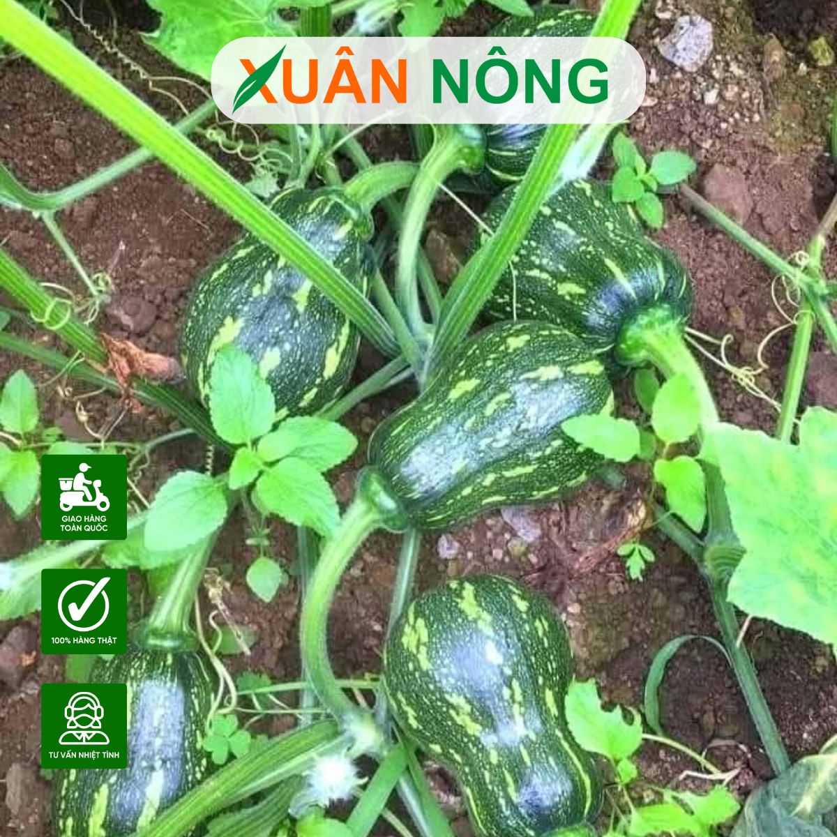 trong-rau-mua-mua-5