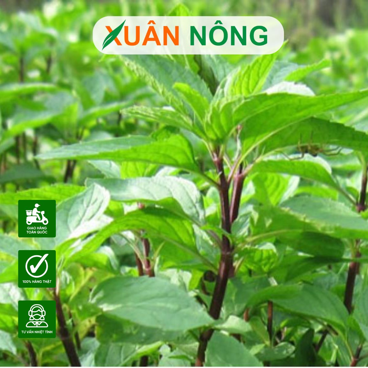 trong-rau-mui-quanh-vuon