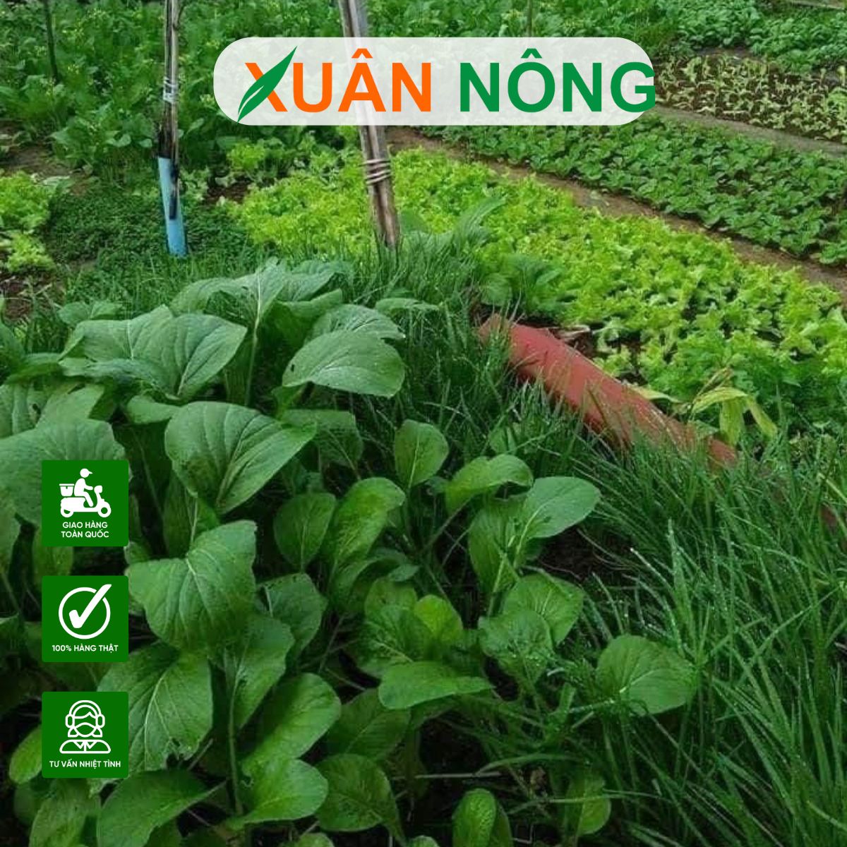 tu-trong-rau-tai-nha