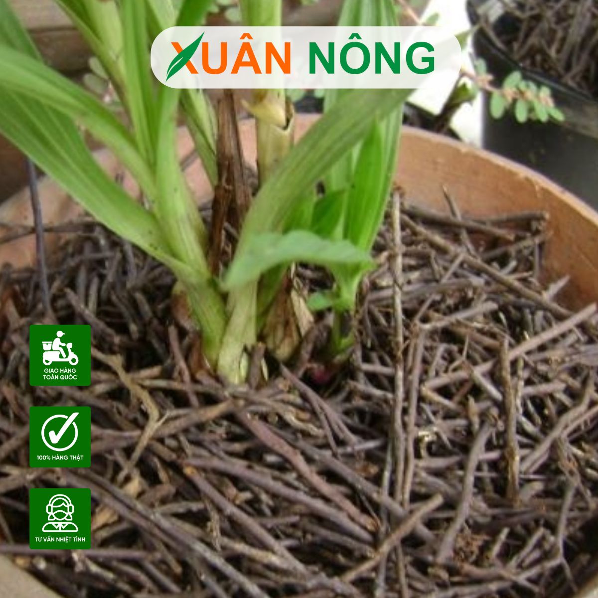 uu-nhuoc-diem-gia-the-trong-lan-3