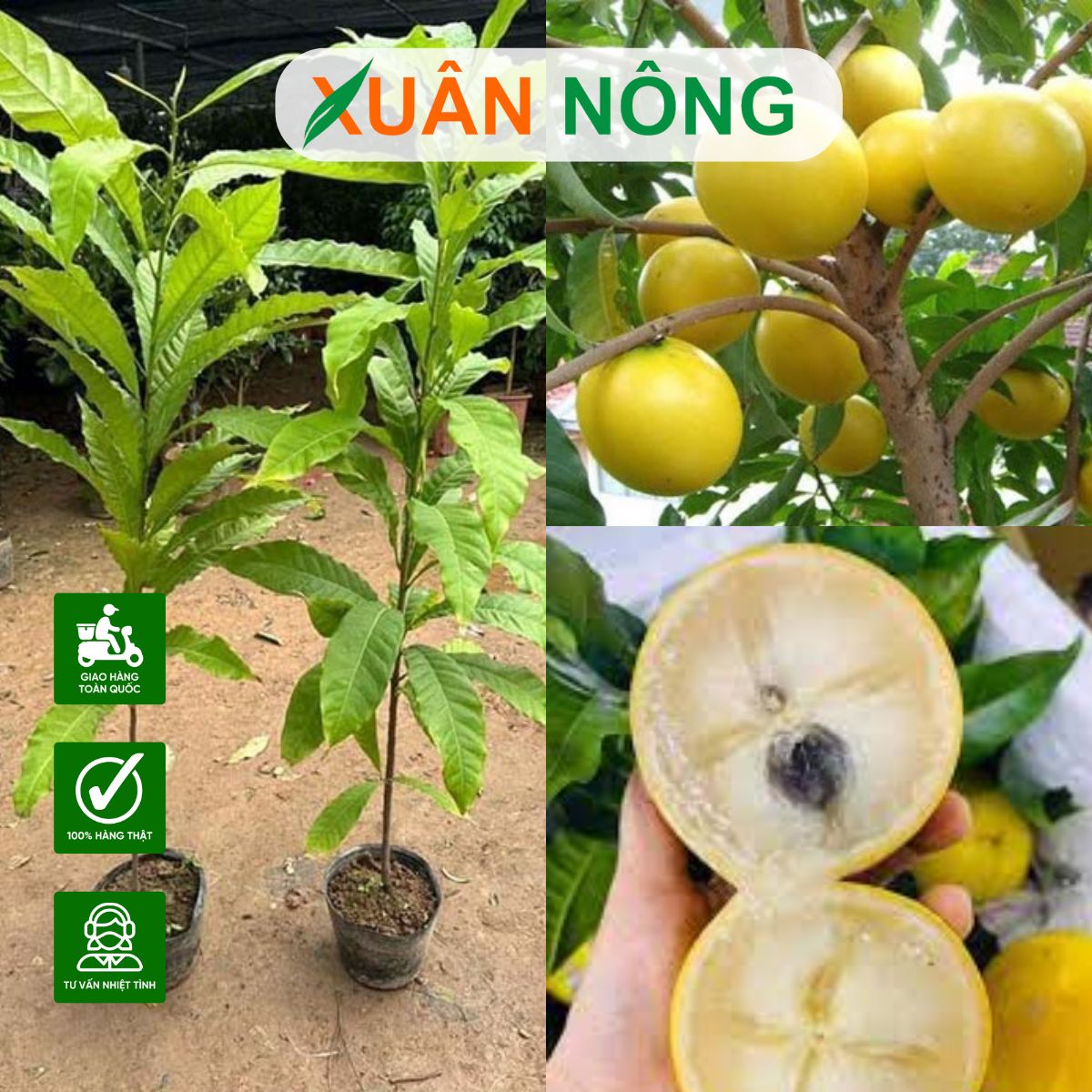 vu-sua-hoang-kim