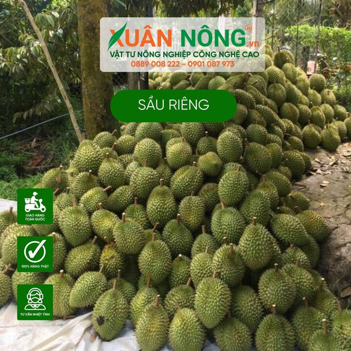 1-cay-sau-rieng-bao-nhieu-qua