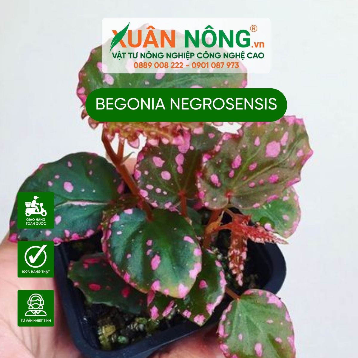 Begonia-Negrosensis-1