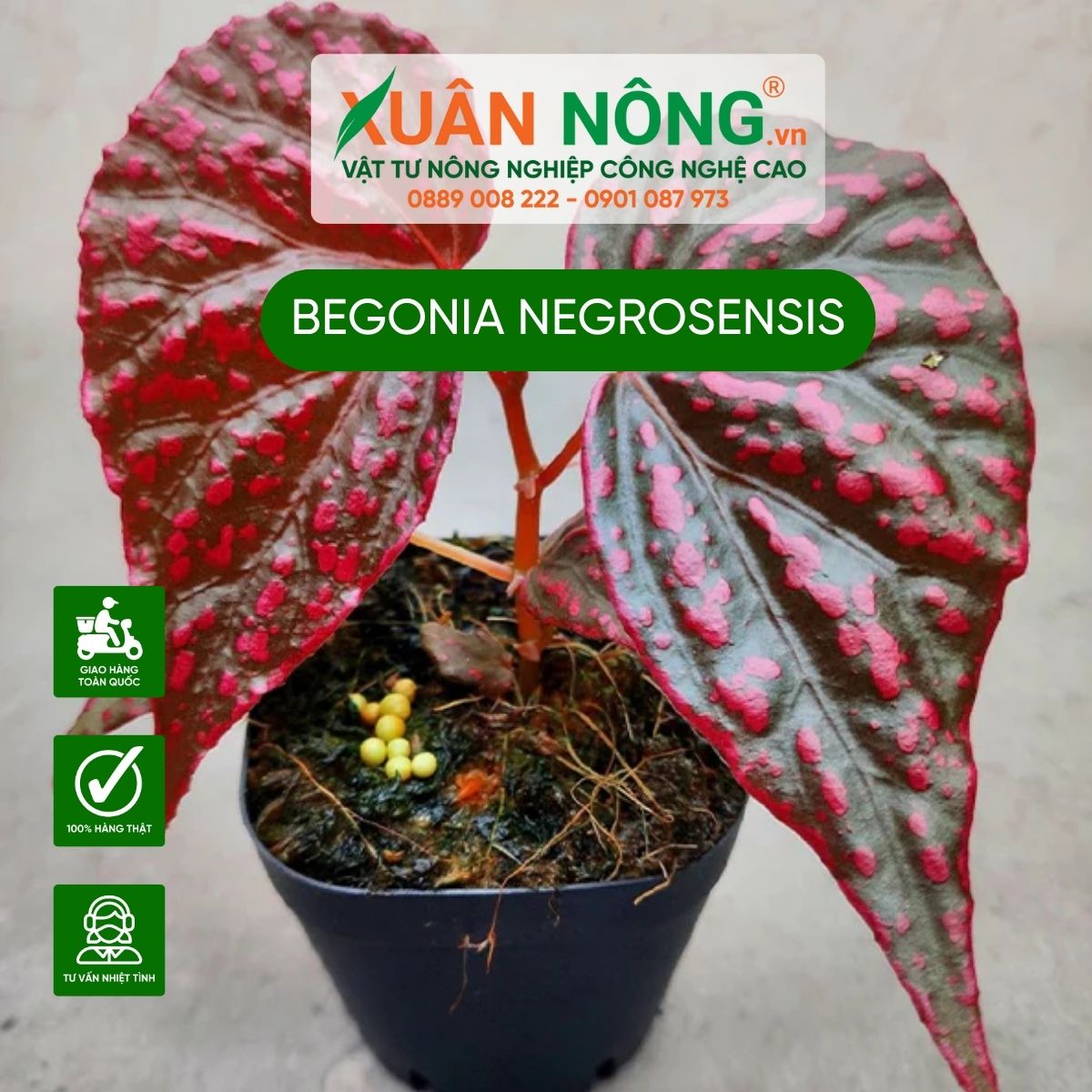 Begonia-Negrosensis-2