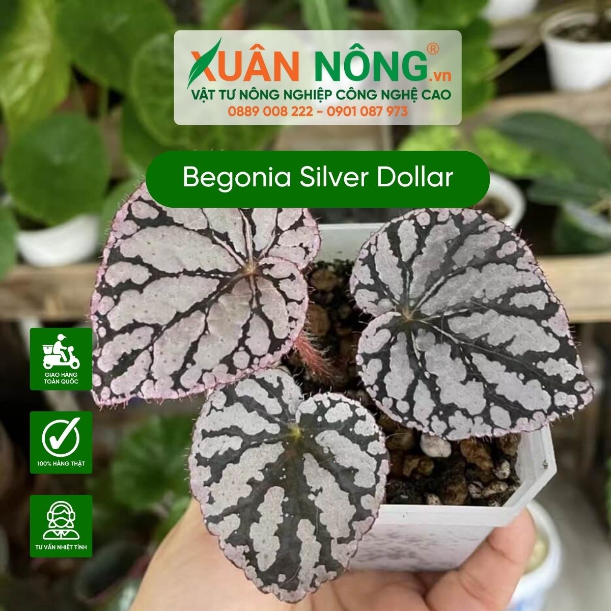 Begonia-Silver-Dollar